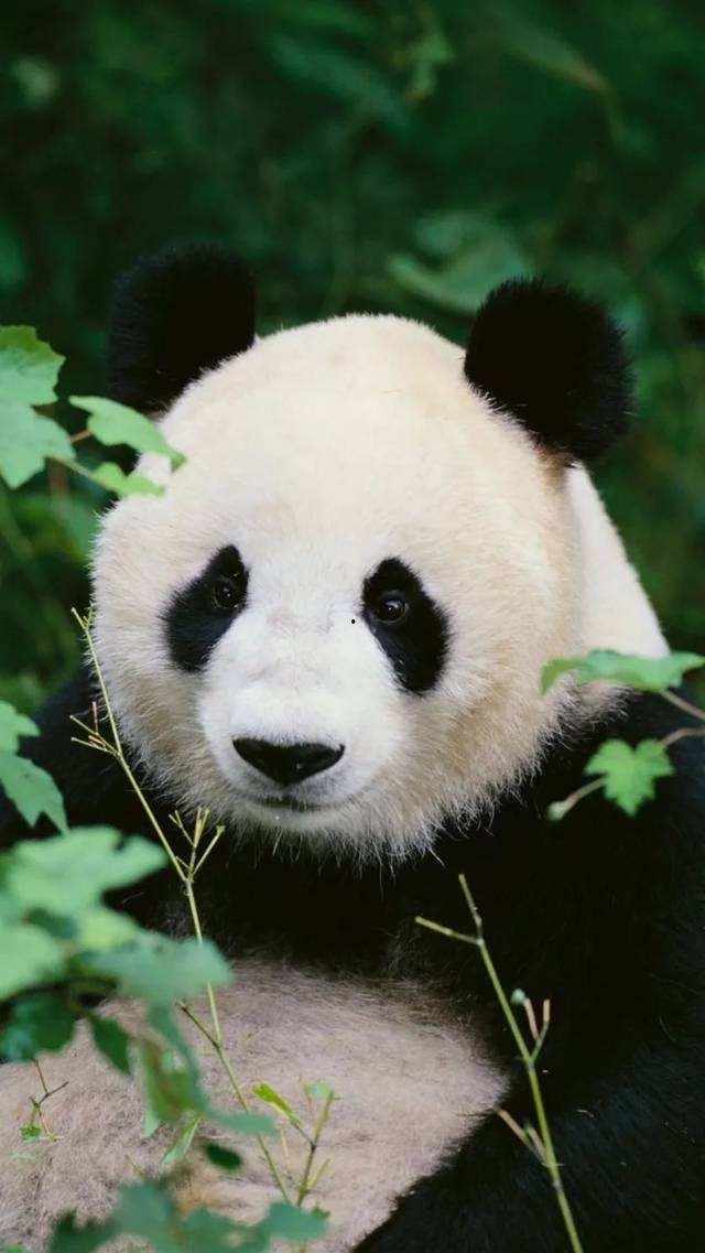熊猫可爱图片,熊猫宝宝可爱瞬间大盘点
