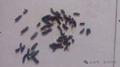 老鼠屎图片,揭开其背后的故事与真相