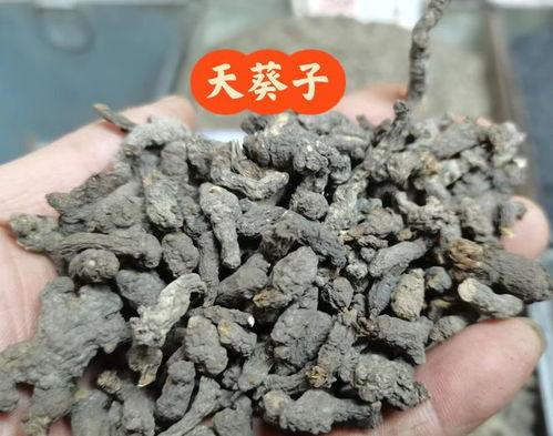 老鼠屎图片,揭开其背后的故事与真相