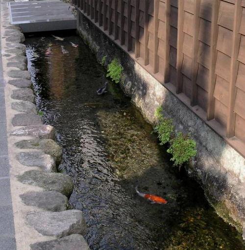 日本排水沟鲤鱼,鲤鱼如何成为城市生态奇迹
