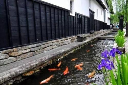 日本排水沟鲤鱼,鲤鱼如何成为城市生态奇迹