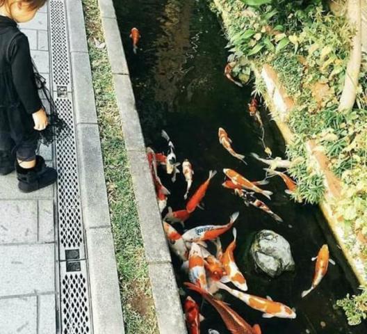 日本排水沟鲤鱼,鲤鱼如何成为城市生态奇迹