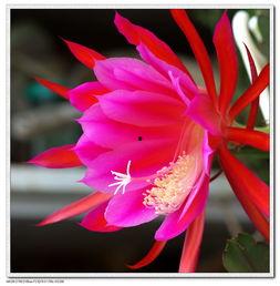 仙人剑花图片,揭秘仙人剑花之奇幻魅力