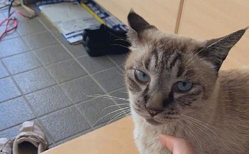 猫咪带回日本,异国他乡的日本之旅