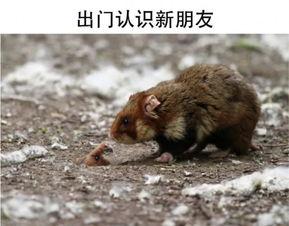 苍鼠图片大全可爱,苍鼠图片大全中的可爱瞬间