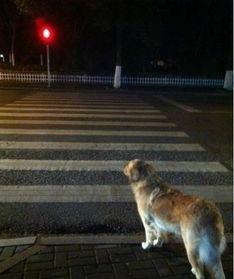 人和狗的视频,温馨瞬间捕捉