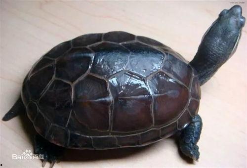 草龟图片大全大图,探寻水族馆中的绿宝石精灵