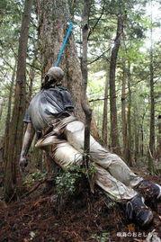 日本森林图片,绿意盎然的生态画卷