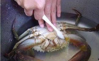 双盖螃蟹图片大全,探寻海洋生物的奇妙世界