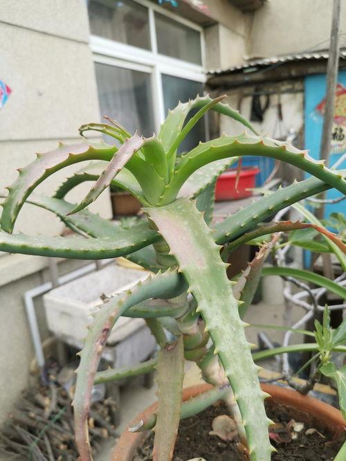 龙爪芦荟图片,独特形态下的植物美学探索