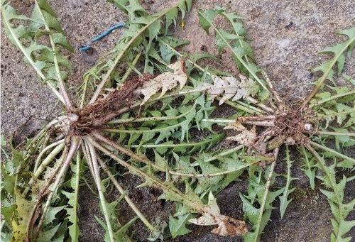 蒲公英真实图片,随风飘散的自然使者