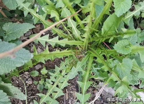 蒲公英真实图片,随风飘散的自然使者