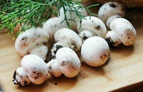 911爆料网吃瓜黑料蘑菇,吃瓜黑料蘑菇背后的真相