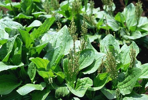 生草乌图片,神秘草本植物的形态解析