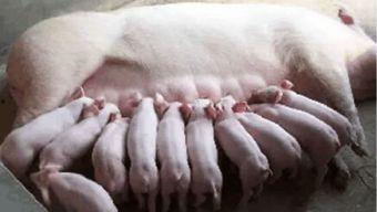 母猪生产视频,从受孕到分娩的全程观察