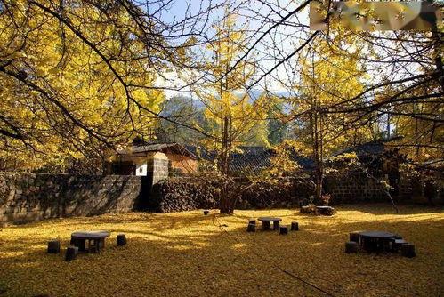 深秋美景图片大全,捕捉大自然的金黄与宁静