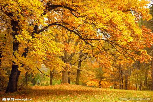 深秋美景图片大全,捕捉大自然的金黄与宁静