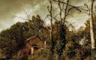 深秋美景图片大全,捕捉大自然的金黄与宁静