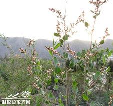 蓼花图片,自然之美与生命之韵