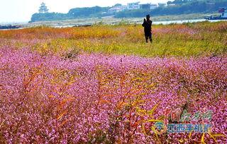 蓼花图片,自然之美与生命之韵