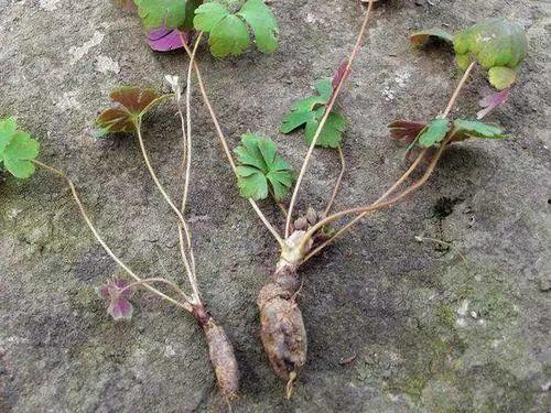 天葵子图片,神秘果实的美妙功效与传说