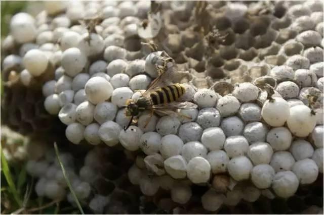 马蜂的图片,自然界的刺针守护者