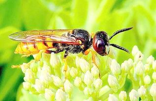 马蜂的图片,自然界的刺针守护者