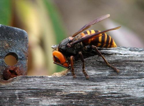 马蜂的图片,自然界的刺针守护者