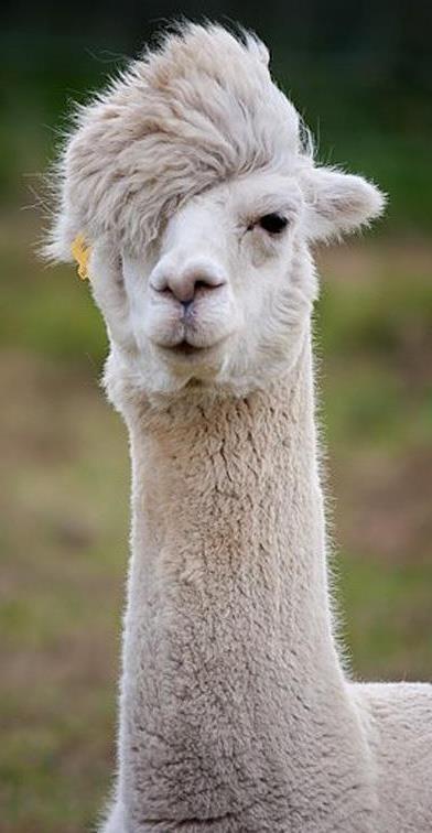 图片草尼玛图片大全,趣味横生的卡通形象大盘点