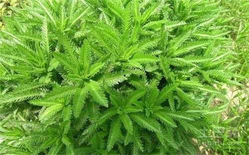 把蒿图片,自然界的绿色精灵