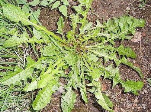 把蒿图片,自然界的绿色精灵