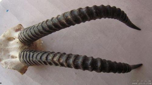 藏羚羊角包浆后图片,岁月沉淀下的自然瑰宝