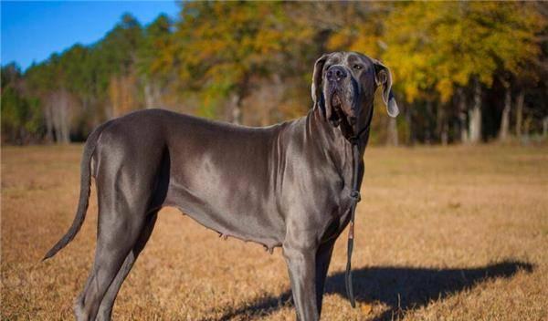 大丹犬视频,忠诚守护与温馨陪伴