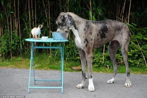 大丹犬视频,忠诚守护与温馨陪伴