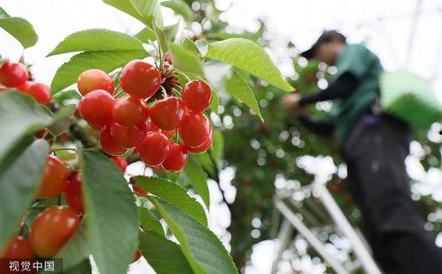 樱桃日本,探寻日本樱桃产业的魅力与特色