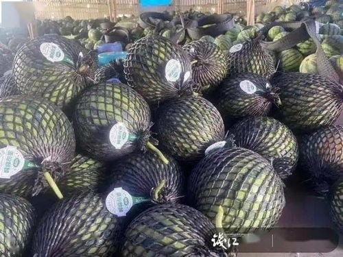 海南二瓜今日价格,新鲜采摘，实惠之选