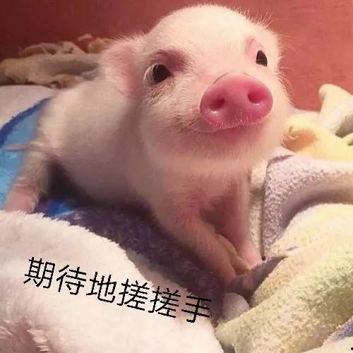 小猪表情图片大全可爱