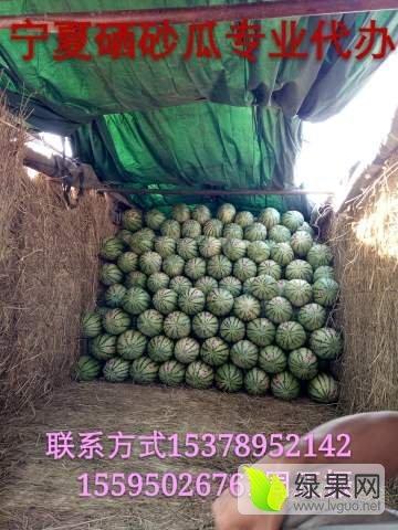 今日中卫硒砂瓜行情