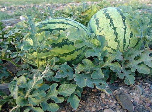 今日中卫硒砂瓜行情