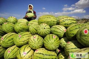 今日中卫硒砂瓜行情