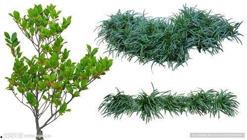 垂帘草图片,自然界的绿色帘幕