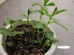 豆子生长过程图片大全,从播种到收获的奇妙之旅