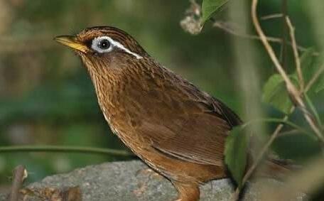 画眉鸟叫声视频,自然之美尽收眼底