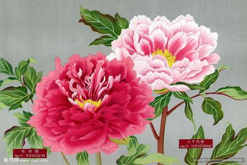 牡丹画图片,牡丹画卷中的国色天香