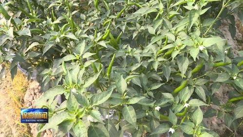 瓜菜行情今日,今日市场动态一览