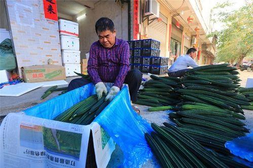 瓜菜行情今日,今日市场动态一览