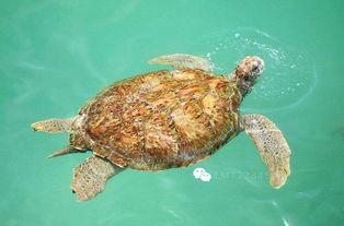 玳瑁客厅图片大全,图片大全中的家居艺术盛宴