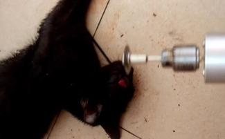 大阴户视频,探索神秘领域的真实面纱