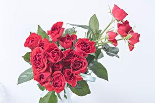 玫瑰花图片大全大图,千姿百态的玫瑰花图片大赏