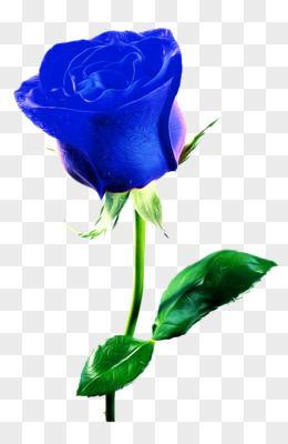 玫瑰花图片大全大图,千姿百态的玫瑰花图片大赏